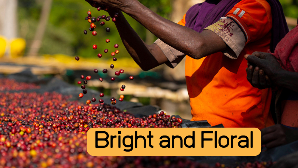 Light Roast Single Origin Travel Pack